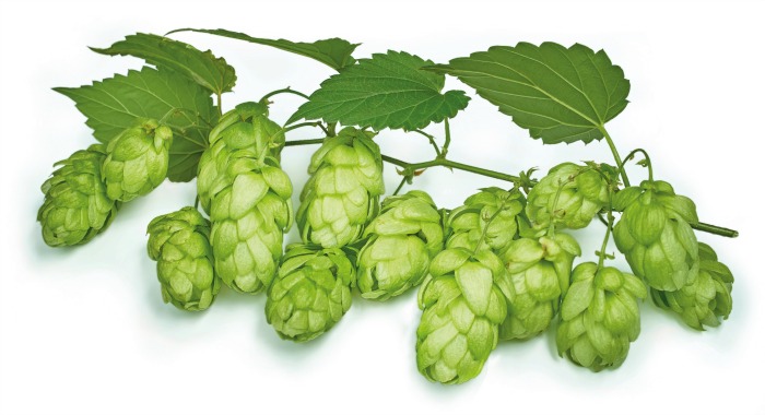 lúpulo-planta
