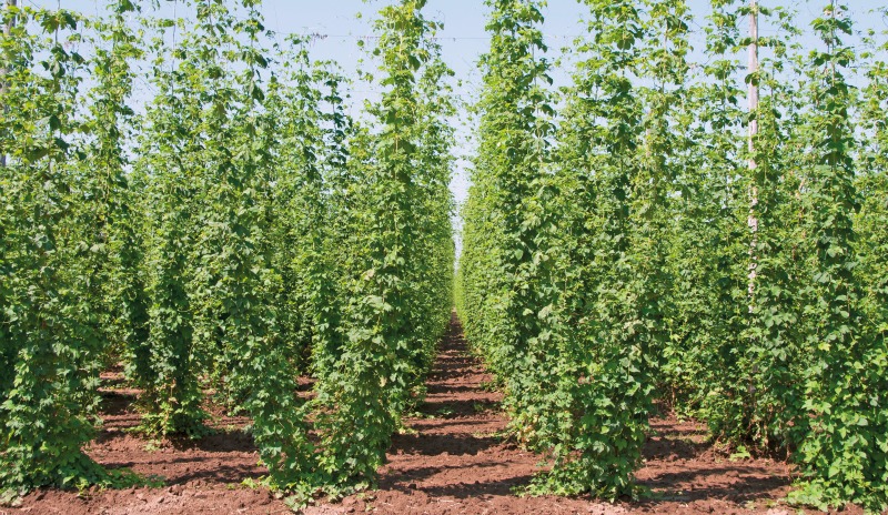 lúpulo-vira-rural-1809